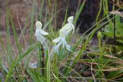 Habenaria longicornu